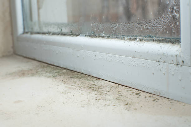 Best Attic Mold Removal  in Silver Firs, WA